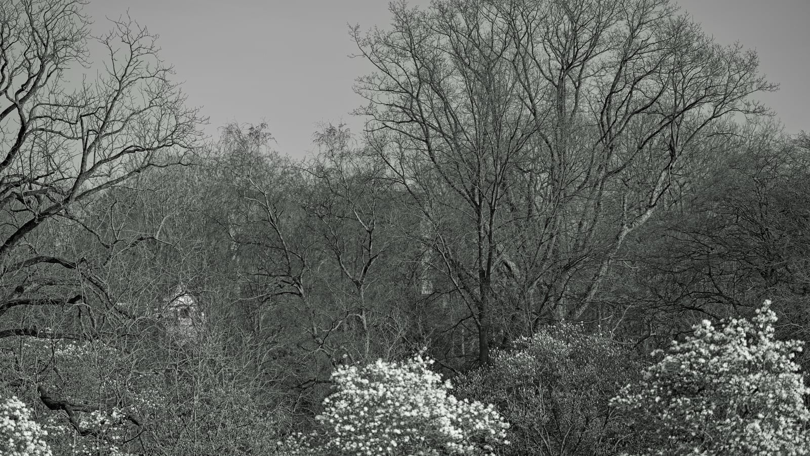 Baumlandschaft schön in S/W