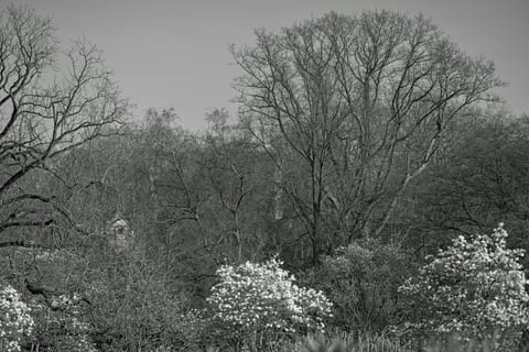 Baumlandschaft schön in S/W