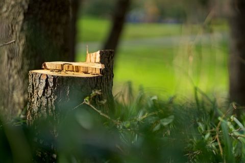 Baumstumpf vor unscharfem Hintergrund