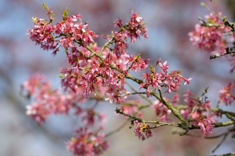 Blühender Baum, rosa