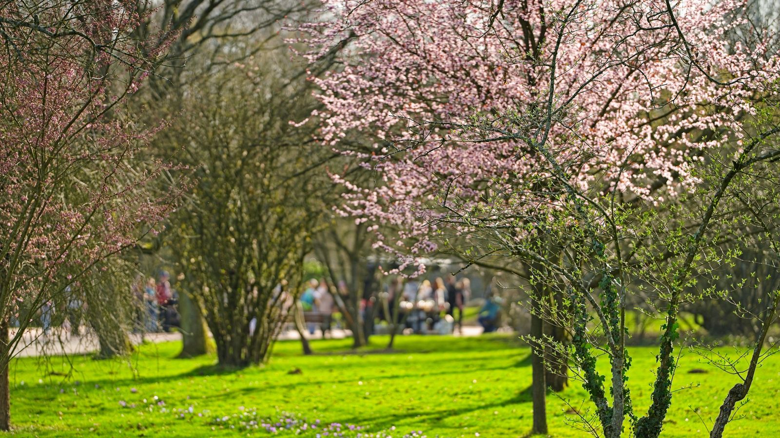 Blütenpracht im Park