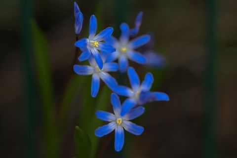 Blaue leuchtende Blüte vor dunklem Hintergrund.