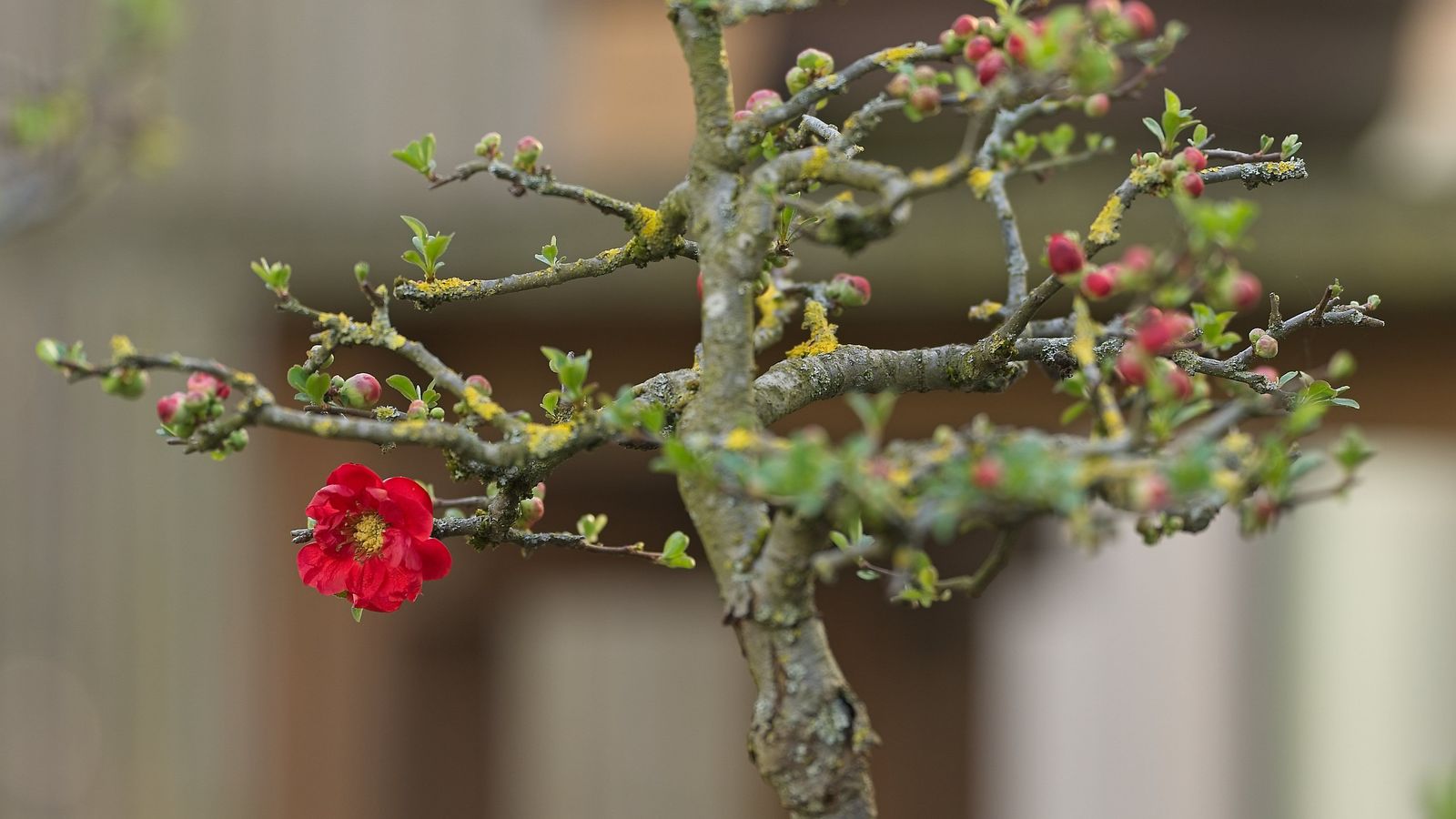Bonsai vor unscharfem Hintergrund