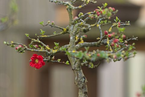 Bonsai vor unscharfem Hintergrund