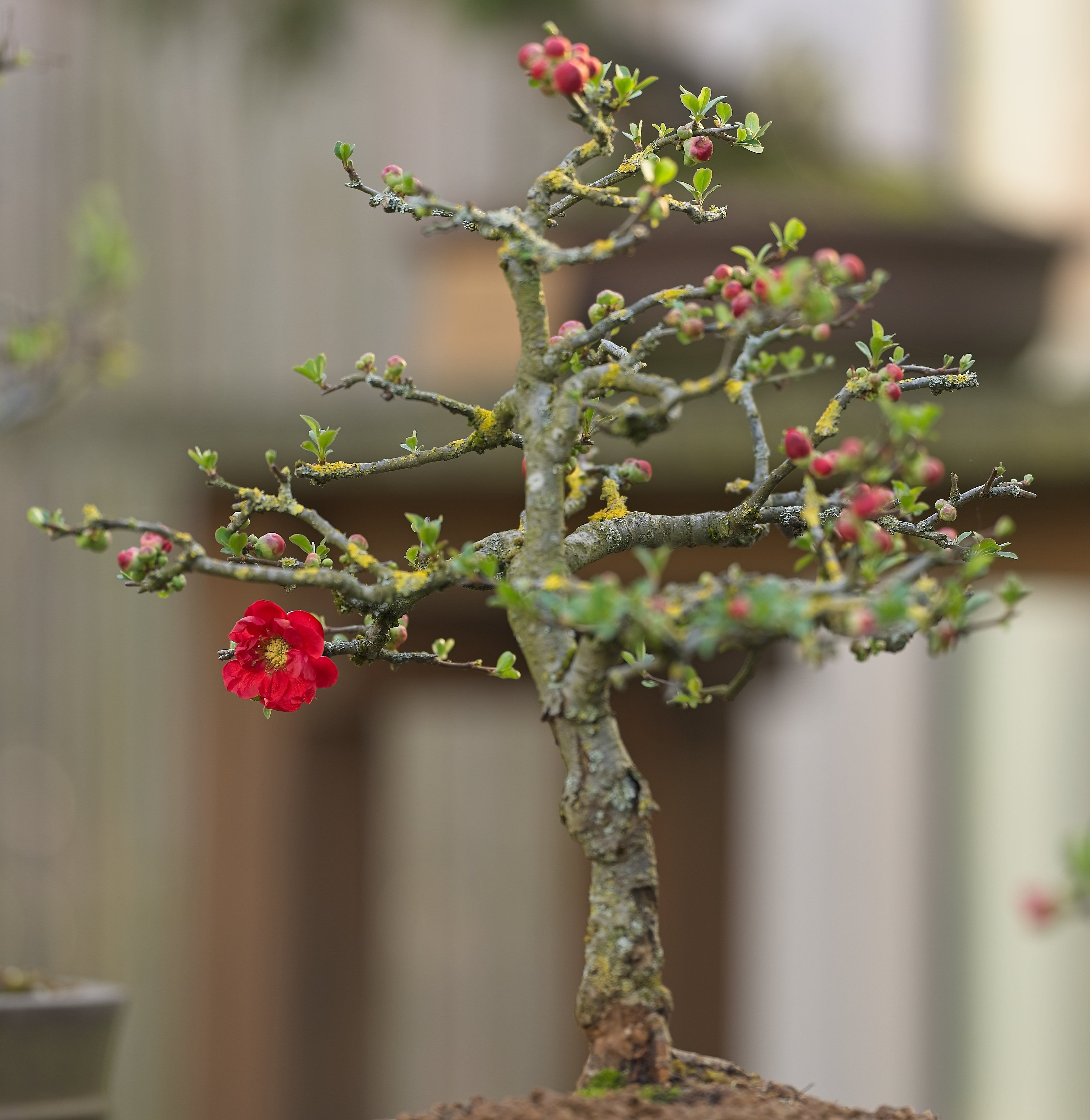 Bonsai vor unscharfem Hintergrund