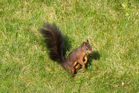 Eichhörnchen braun auf Rasen