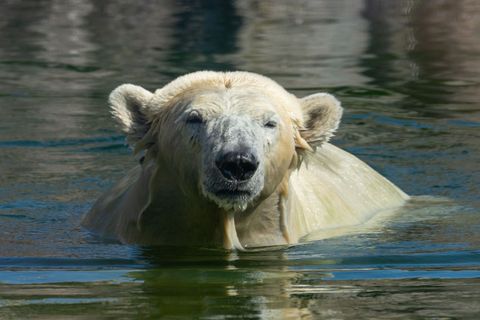 Eisbär im Wasser