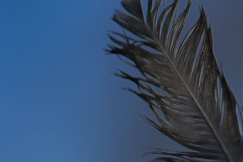 Feder im Wind
