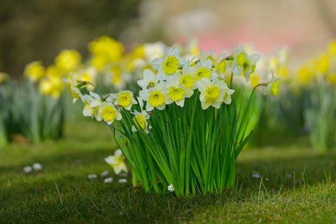 Gelbe Osterglocken auf Rasen