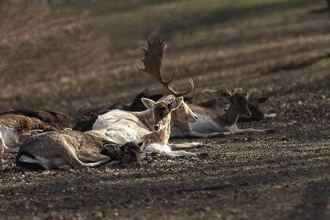 Herdentiere mit Hirsch in der Mitte