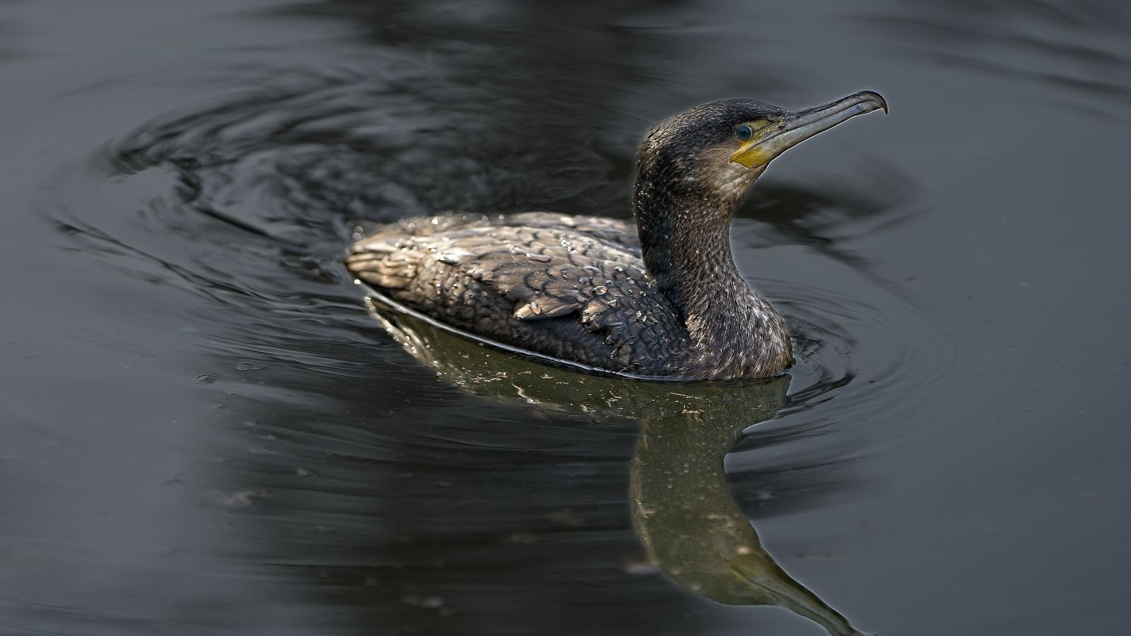Vogel auf dem Wasser, Kormoran