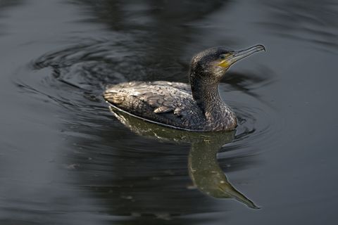 Vogel auf dem Wasser, Kormoran