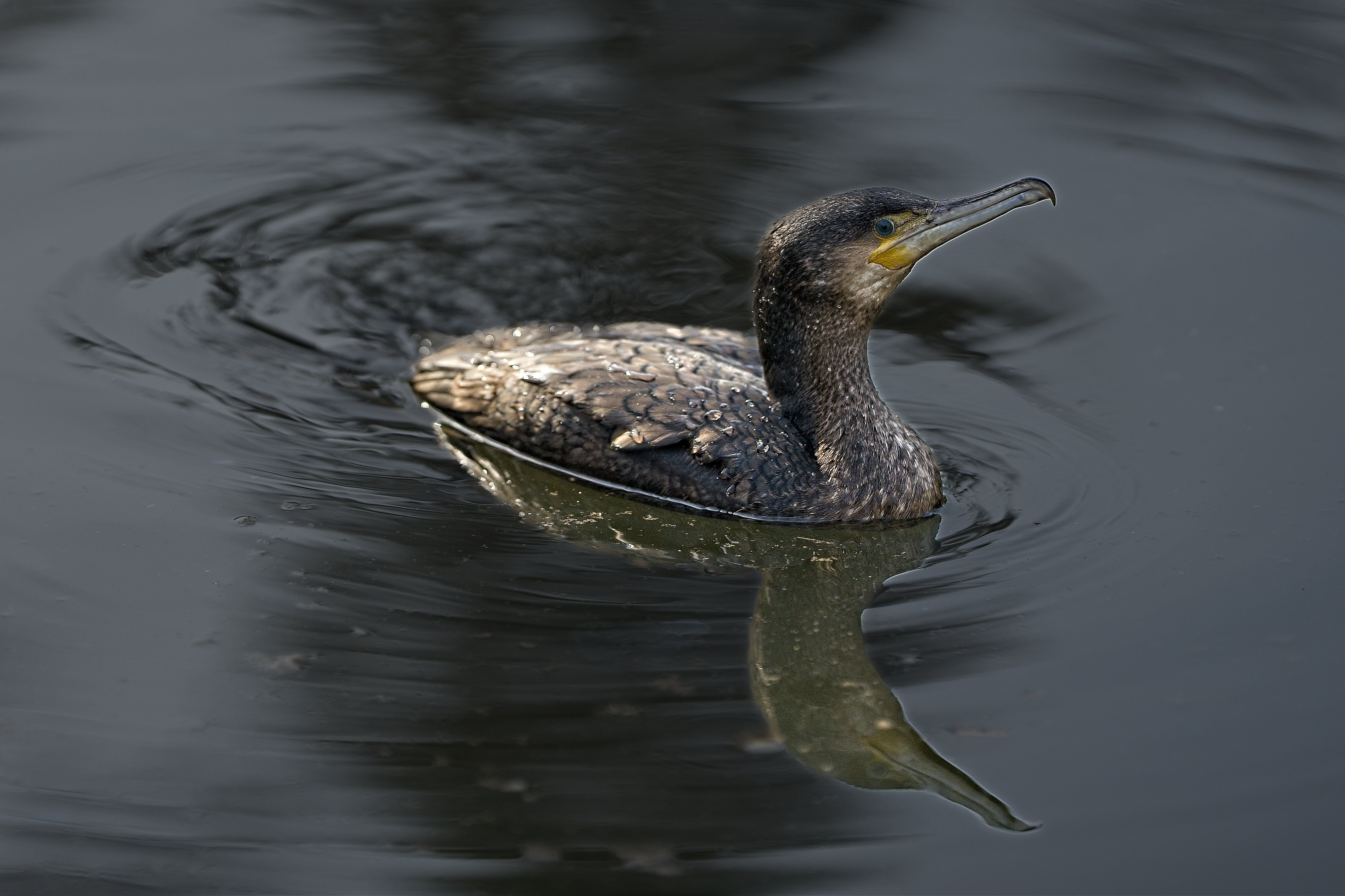 Vogel auf dem Wasser, Kormoran